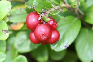 Брусника в лесу