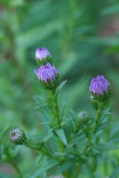 Осенние цветы