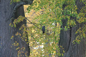Меж старых лип сидит ворона...