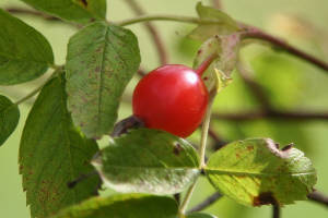 Плод шиповника
