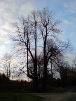 Вечерние силуэты (старые липы) Вечерние силуэты (старые липы)