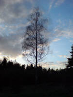 Вечерние силуэты (берёза) Вечерние силуэты (берёза)