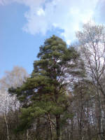 Сосна вечнозелёная обыкновенная Сосна вечнозелёная обыкновенная