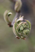 Черёмуха Черёмуха