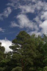 Небо над соснами