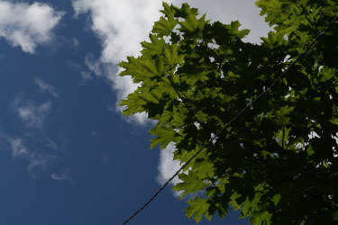 Небо над клёном