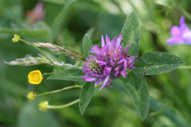 Кусочки июня