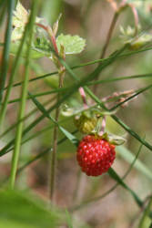 Первая земляника