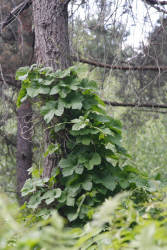 Июньский вьюн