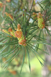 Свежие шишки