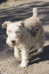 Старина Гарик