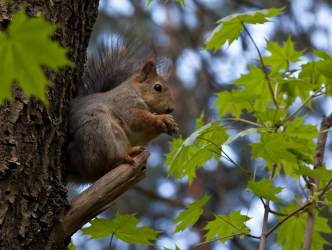 Фотограф Вениамин Чукалов