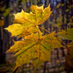 Фотограф Вениамин Чукалов (октябрь 2010)