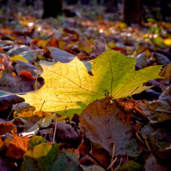 Фотограф Вениамин Чукалов (октябрь 2010)