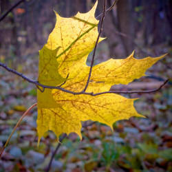 Фотограф Вениамин Чукалов (октябрь 2010)