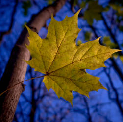 Фотограф Вениамин Чукалов (октябрь 2010)