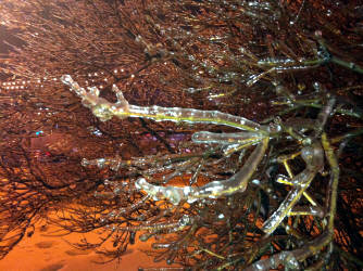 Фотограф Вениамин Чукалов