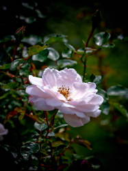 Фотограф Вениамин Чукалов