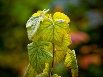 Фотограф Вениамин Чукалов