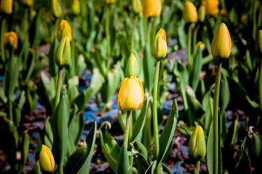 Фотограф Вениамин Чукалов