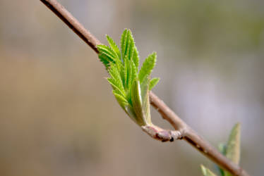Фотограф Вениамин Чукалов