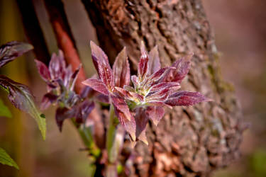 Фотограф Вениамин Чукалов