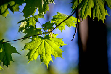 Фотограф Вениамин Чукалов