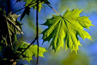 Фотограф Вениамин Чукалов