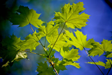 Фотограф Вениамин Чукалов