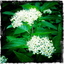 Фотограф Вениамин Чукалов