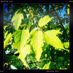 Кусочки октября в Москве (фотограф Вениамин Чукалов)