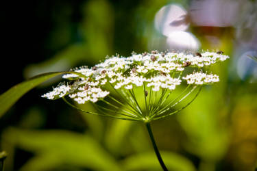 Фотограф Вениамин Чукалов