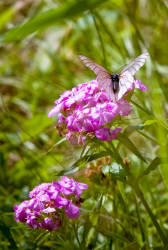 Фотограф Вениамин Чукалов