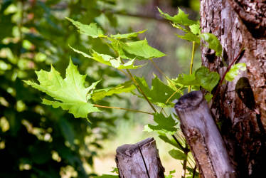 Фотограф Вениамин Чукалов
