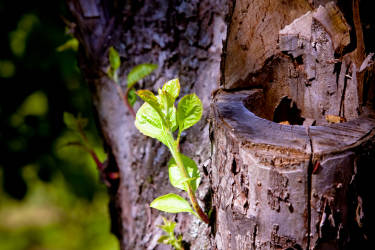 Фотограф Вениамин Чукалов
