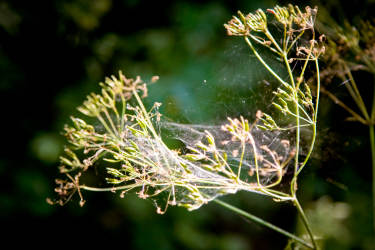 Фотограф Вениамин Чукалов