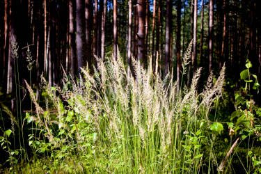 Фотограф Вениамин Чукалов