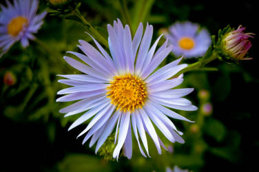 Фотограф Вениамин Чукалов