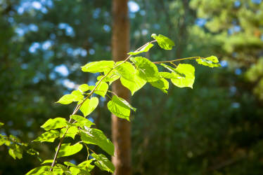 Фотограф Вениамин Чукалов