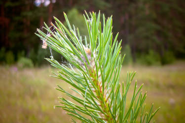 Фотограф Вениамин Чукалов