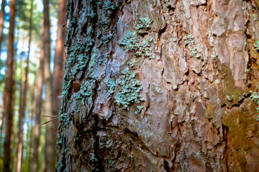 Фотограф Вениамин Чукалов