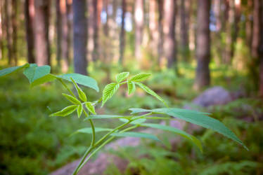 Фотограф Вениамин Чукалов