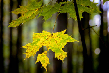 Фотограф Вениамин Чукалов