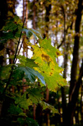 Фотограф Вениамин Чукалов