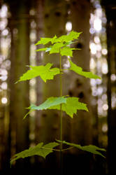 Фотограф Вениамин Чукалов