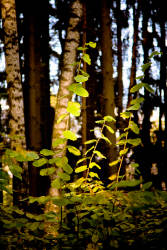 Фотограф Вениамин Чукалов
