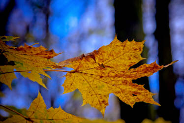 Фотограф Вениамин Чукалов