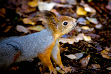 Фотограф Вениамин Чукалов