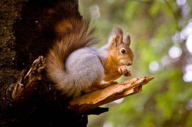 Фотограф Вениамин Чукалов