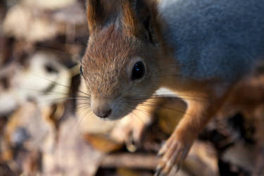 Фотограф Вениамин Чукалов